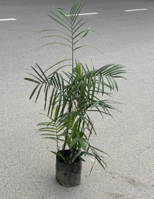 Bamboo Plam
