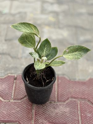 Birkin Plant