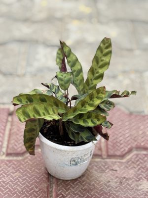 Calathea Maranta