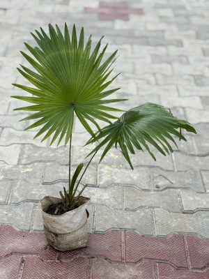 China Palm