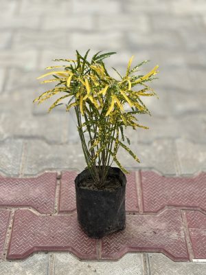 Chironji Croton