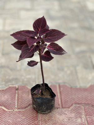 Coelius Purple