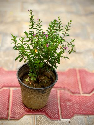Cuphea Pink