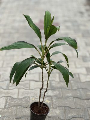 Dracaena Green