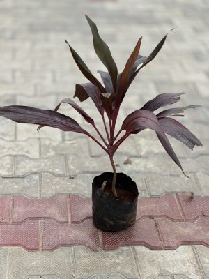 Dracaena Mahatma