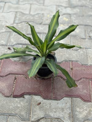 Dracaena Victoria Green