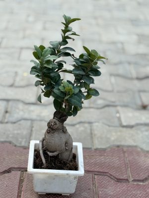Ficus Bonsai