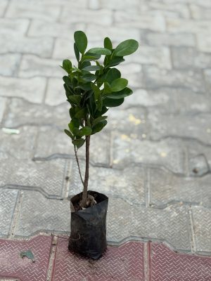 Ficus Microcarpa