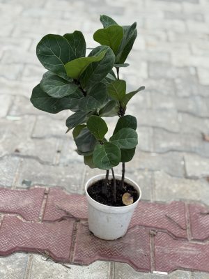 Fig Plant