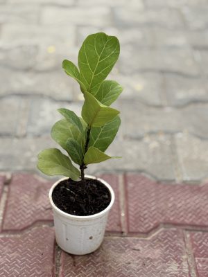 Fig Plant Small