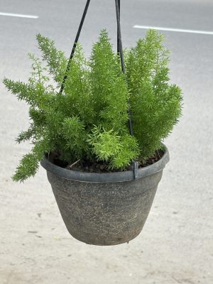 Foxtail Hanging