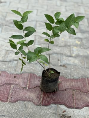 Harsingar_Parijat