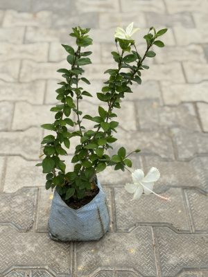 Hibiscus White