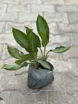 Ice Aglaonema