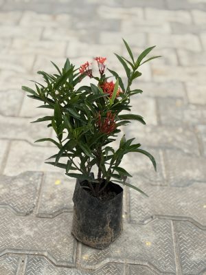 Ixora Red