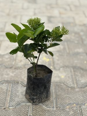 Ixora White