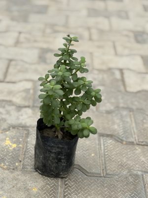 Jade