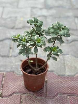 Japanese Chesswood