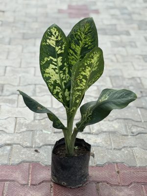 Leopard Lily