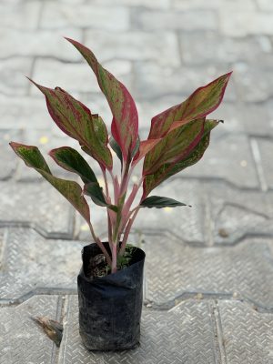 Lipstick Aglaonema