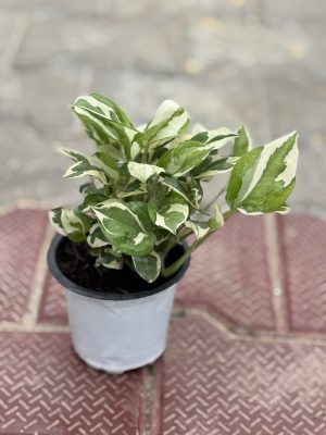 Marble Money Plant