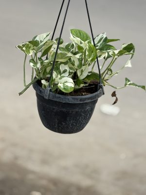 Marble Money Plant Hanging