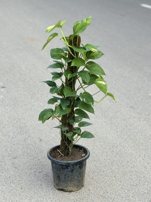 Money Plant Climber