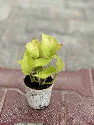 Money Plant Golden