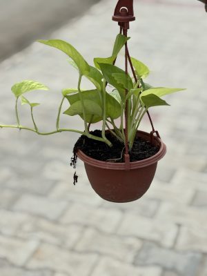 Money Plant Golden Hanging