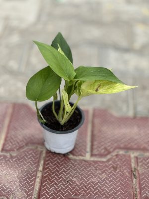 Money Plant Green