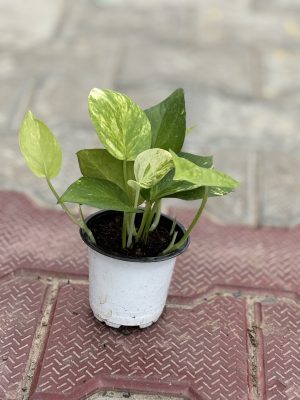 Money Plant Variegated