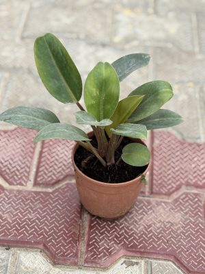 Philodendron Renauxi