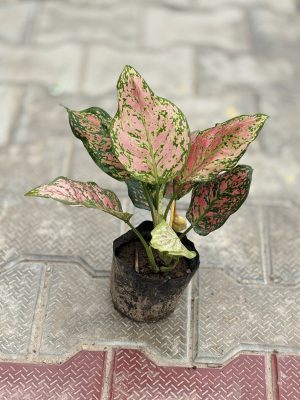 Pink Aglaonema