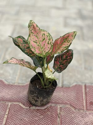 Pink Aglaonema with Pot