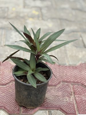 Rheoe Plant