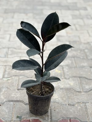 Rubber Plant
