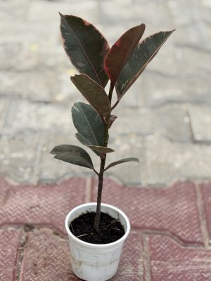 Rubber Plant Red Small