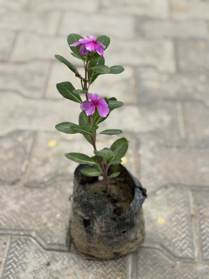 Sadabhaar Pink