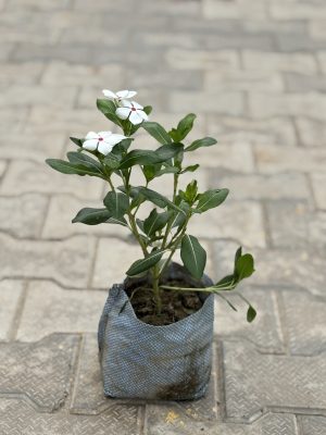 Sadabhaar White