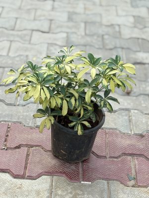 Saplera Large