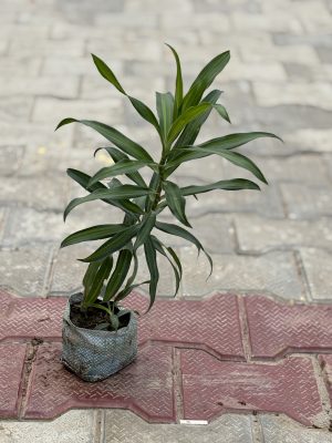 Song Of India Green