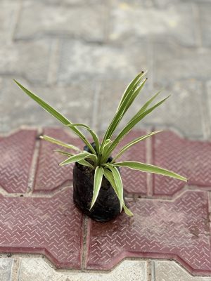 Spider Plant