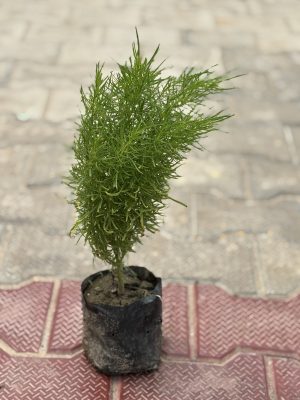 Summer Cypress