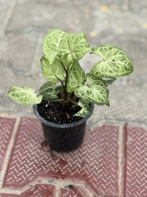 Syngonium Green
