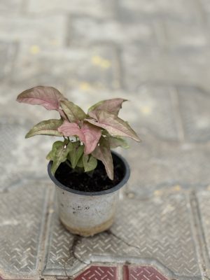 Syngonium Pink