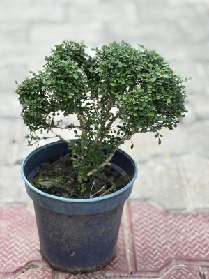 Table Kamini