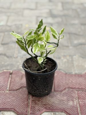 White Kabutri