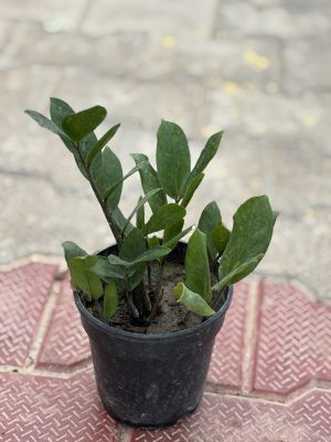 Zz Green