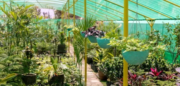 Humza nursery