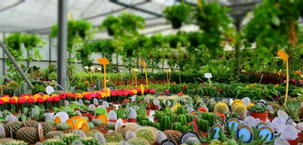 Anuj kushawa nursery
